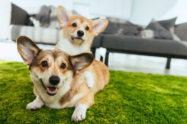 close up view of two cute welsh corgi dogs laying on green lawn at home clipart