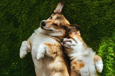 iki sevimli Galce corgi köpek yeşil çim döşeme yukarıdan görüntülemek