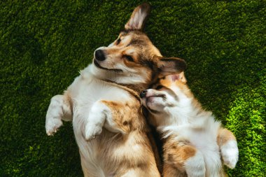 view from above of two adorable welsh corgi dogs laying on green lawn clipart