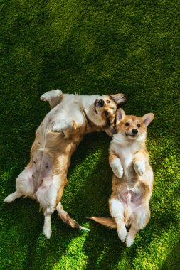 iki sevimli Galce corgi köpek yeşil çim döşeme üstten görünüm