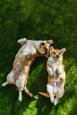 top view of two adorable welsh corgi dogs laying on green lawn clipart