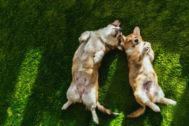 view from above of two welsh corgi dogs laying on green lawn clipart