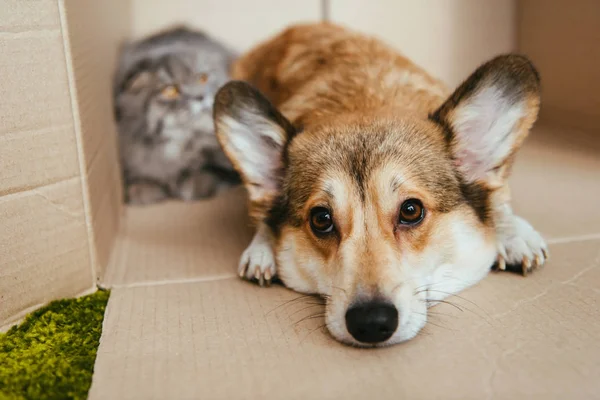 Aproape Vedere Drăguț Welsh Corgi Pembroke Stabilire Cutie Carton Apropiere — Fotografie, imagine de stoc