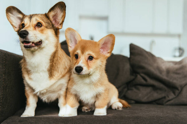 welsh corgi dogs on couch in living room at home