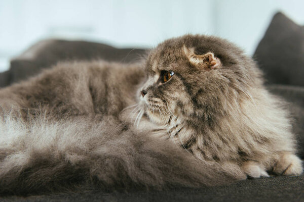 adorable british longhair cat laying on sofa at home