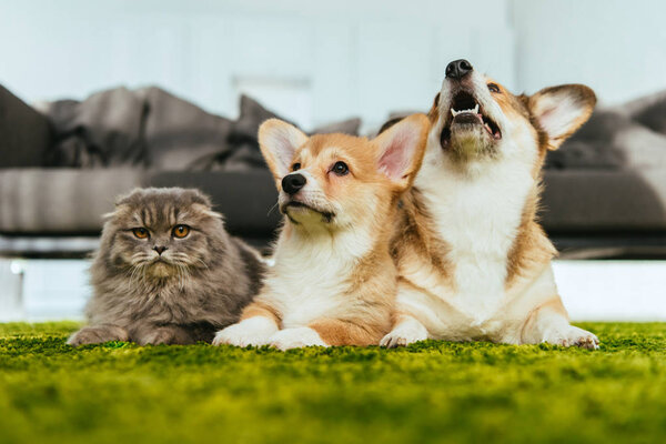 cute welsh corgi dogs and british longhair cat on floor at home
