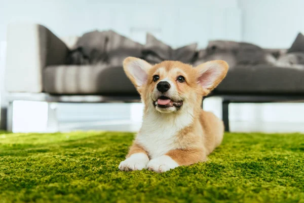 Selektivní Fokus Welsh Corgi Pembroke Sedí Zeleném Trávníku Obývacím Pokoji — Stock fotografie