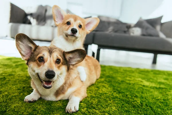 Close View Two Cute Welsh Corgi Dogs Laying Green Lawn — Stock Photo, Image