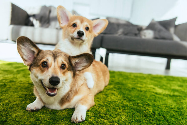 close up view of two cute welsh corgi dogs laying on green lawn at home