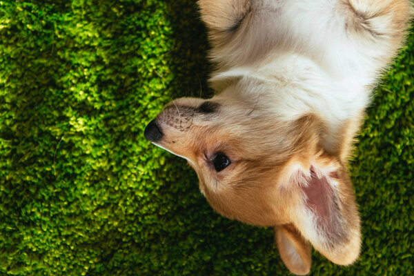 view from above of adorable welsh corgi pembroke on green lawn at home