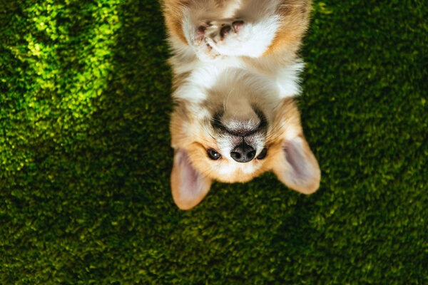 elevated view of adorable welsh corgi pembroke on green lawn at home