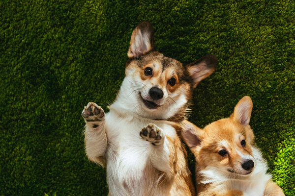 adorable welsh corgi dogs laying on green lawn