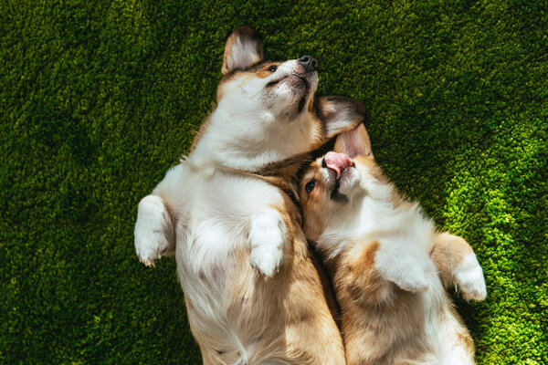 elevated view of two adorable welsh corgi dogs laying on green lawn