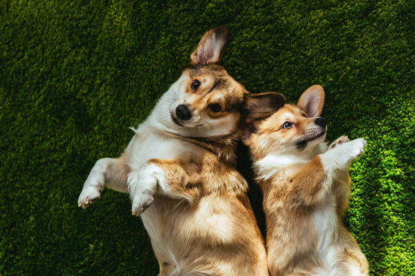 top view of two adorable welsh corgi dogs laying on green lawn