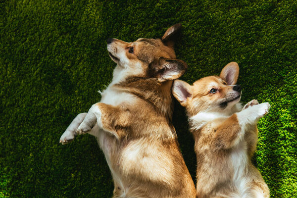 elevated view of two adorable welsh corgi dogs laying on green lawn