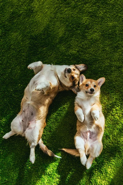 Top View Two Adorable Welsh Corgi Dogs Laying Green Lawn — Stock Photo, Image