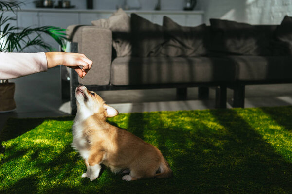 cropped image of woman playing with adorable welsh corgi pembroke at home