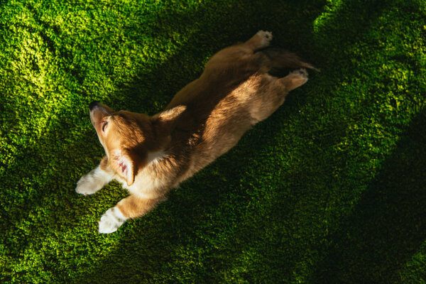 overhead view of welsh corgi puppy on green lawn at home