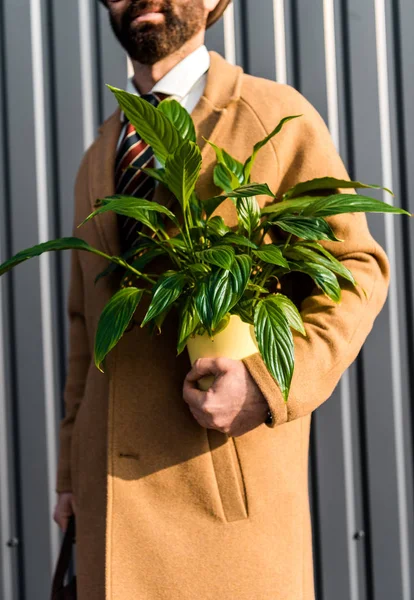 裁剪的看法 胡须男子拿着绿色的植物在黄色锅 — 免费的图库照片