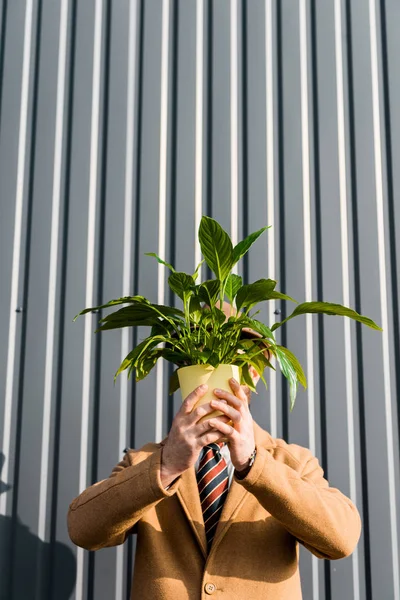 Muž Obskurní Tváří Drží Zelených Rostlin Hrnci Blízko Zdi — Stock fotografie