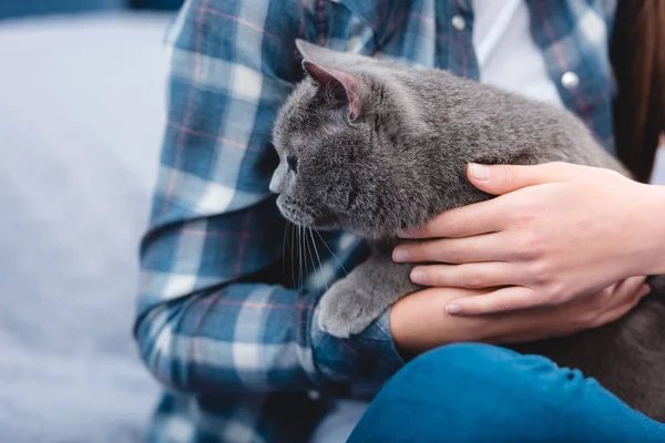 Close Partial View Girl Checkered Shirt Holding Cute Grey Cat — Stock Photo, Image