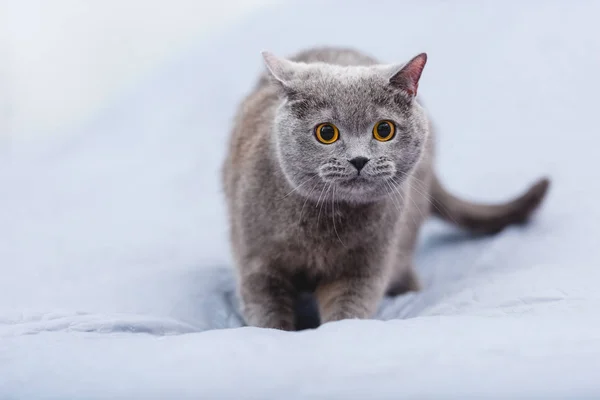 Nahaufnahme Der Schönen Britischen Kurzhaarkatze Auf Dem Bett — Stockfoto