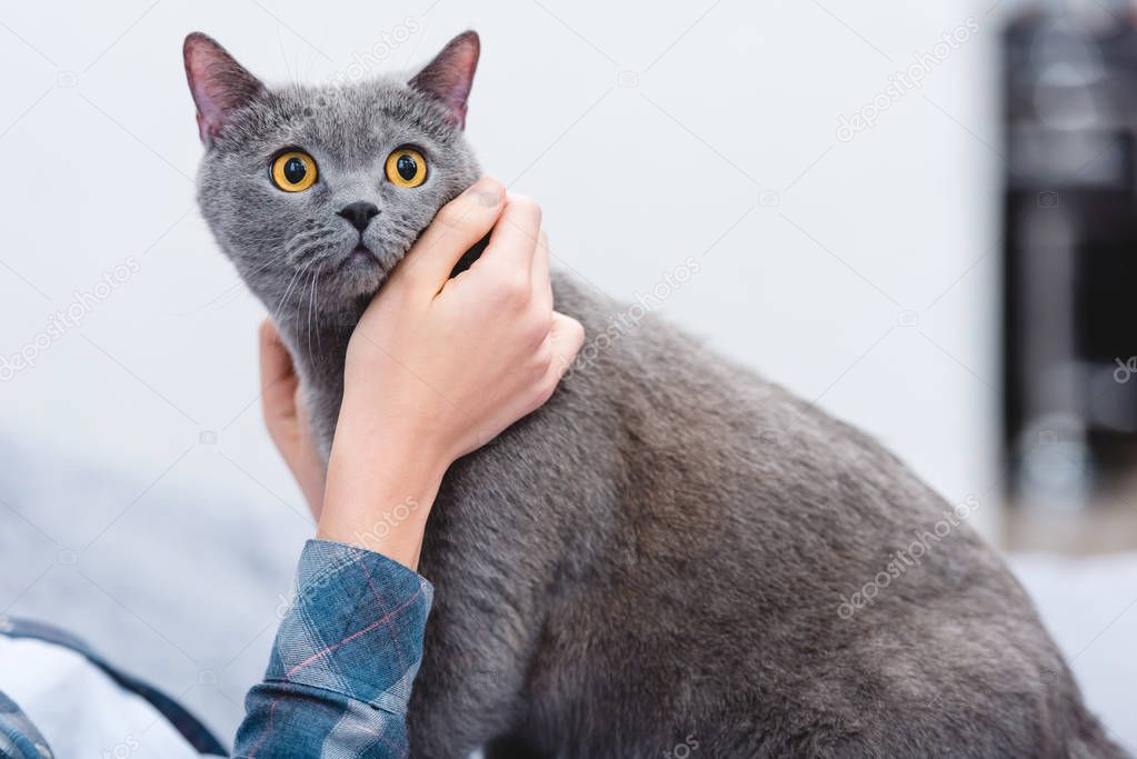 cropped shot of woman stroking cute grey british shorthair cat