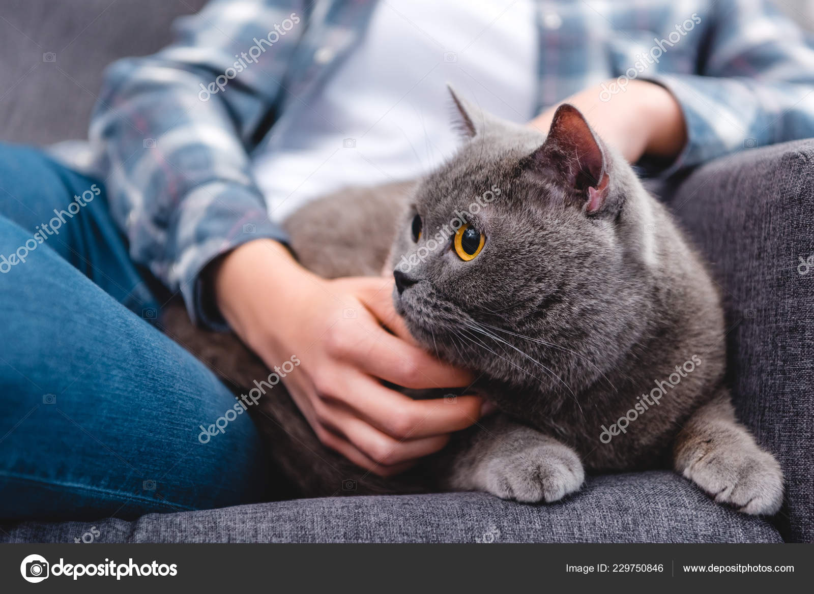 女性なでるかわいいブリティッシュショートヘアの猫の部分的なビュー ストック写真 C Allaserebrina 女性なでるかわいいブリティッシュショートヘアの猫の部分的なビュー ストック写真 C Allaserebrina