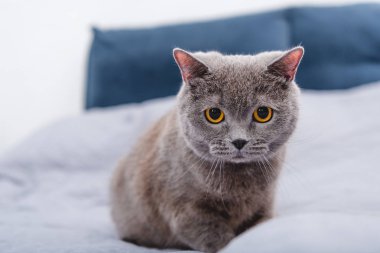 close-up view of adorable grey british shorthair cat on bed  clipart