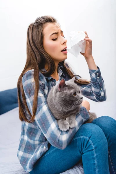 Menina Com Alergia Segurando Tecido Facial Gato Britânico Shorthair — Fotografia de Stock