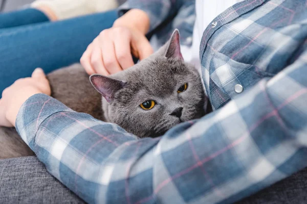 Partial View Woman Sitting Couch Beautiful Grey Cat — Stock Photo, Image