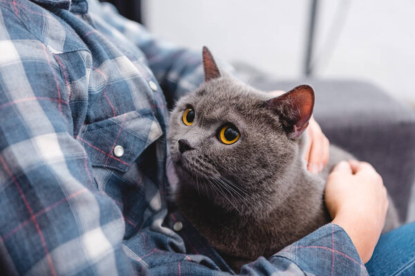 close-up partial view of woman sitting on couch with cute grey cat  