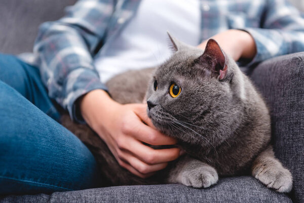 partial view of woman stroking cute british shorthair cat  
