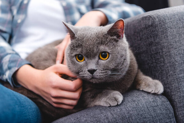 close-up partial view of woman stroking adorable british shorthair cat  