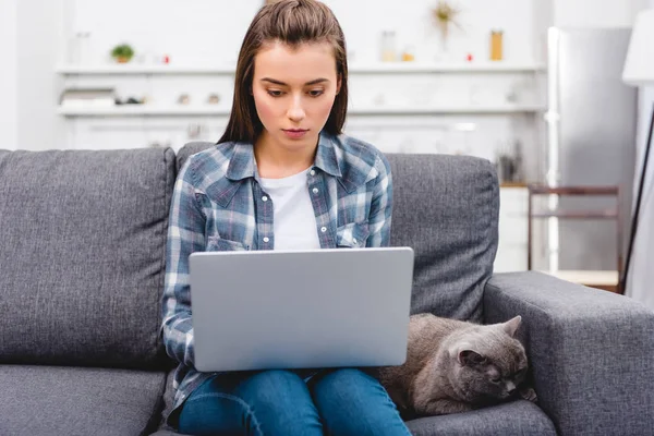 Дівчина Використовує Ноутбук Сидячи Дивані Милою Сірою Кішкою — Безкоштовне стокове фото