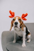 aranyos beagle kutya fárasztó rénszarvas agancs elszigetelt szürke