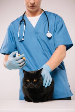 hayvan hastalıklarıyla ilgili önce microchipping yordam gri arka plan üzerinde siyah kedi yakınındaki şırınga ile ayakta kırpılmış görünümünü