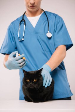 cropped view of veterinarian standing with syringe near black cat before microchipping procedure on grey background clipart