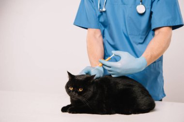 cropped view of veterinarian standing with stethoscope and making microchipping to black cat  on grey background clipart