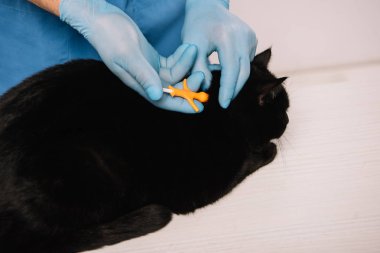  tablo üzerinde siyah kedi microchipping yapmasını veteriner kırpılmış görünümünü