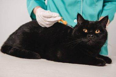 kadın veteriner kara kedi gri izole için microchipping yordam yapmadan kırpılmış görünümünü