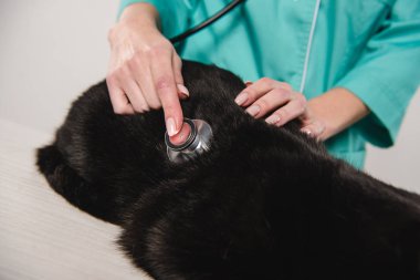 cropped view of female veterinarian examining black cat on table clipart