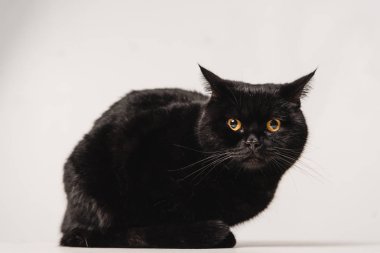 gri zemin üzerine masada oturan siyah kedi