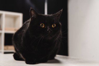 masada oturan kabarık siyah kedi 