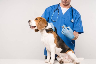şırınga microchipping beagle köpek için gri arka plan üzerinde tutarak veteriner kırpılmış görünümünü