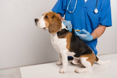 mavi ceket microchipping beagle köpek veteriner görünümünü şırınga ile kırpılmış
