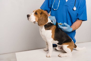 cropped view of veterinarian in blue coat microchipping beagle dog with syringe clipart