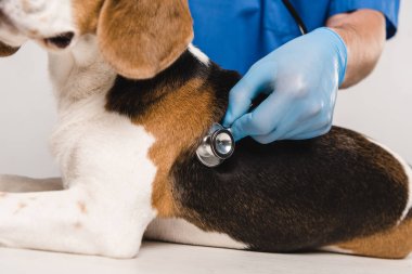 cropped view of veterinarian examining beagle dog with stethoscope  clipart
