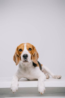  gri izole masada yalan safkan beagle köpek