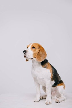  gri izole masada oturan sevimli beagle köpek